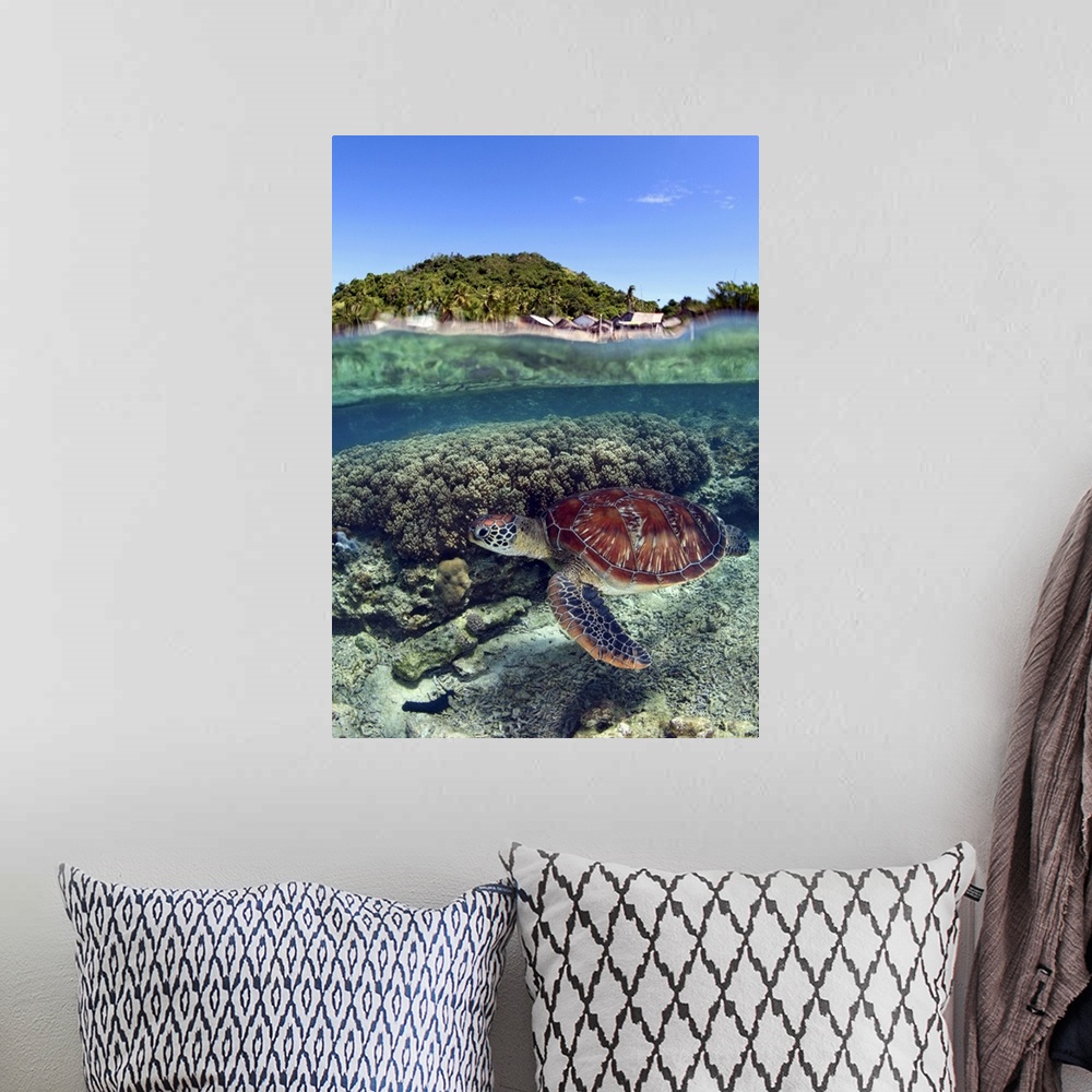 A bohemian room featuring Sea turtle swim near the Apo island. Philippines.