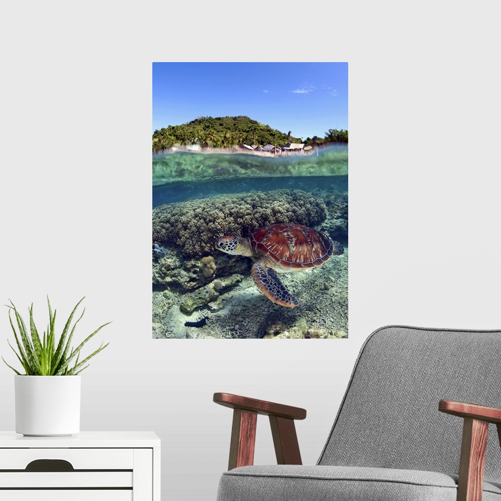 A modern room featuring Sea turtle swim near the Apo island. Philippines.