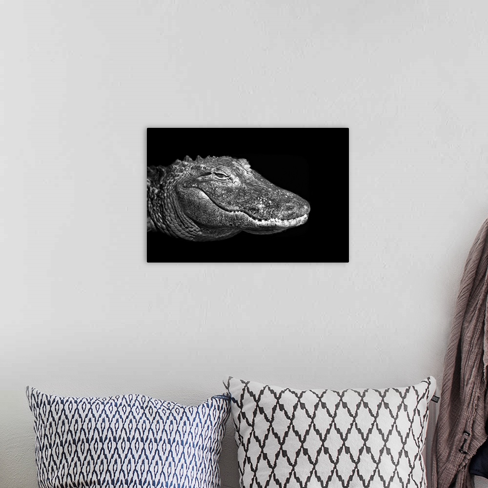 A bohemian room featuring American alligator on black background.