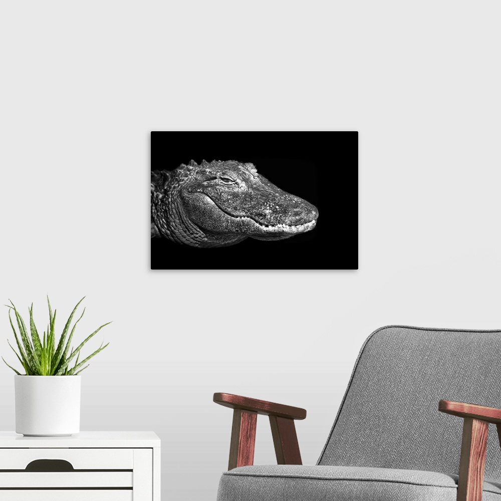 A modern room featuring American alligator on black background.