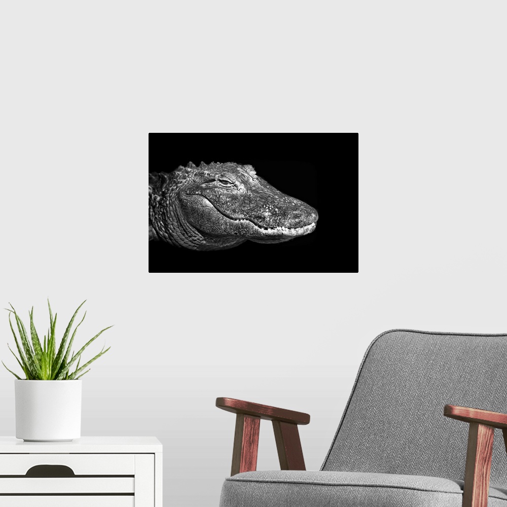 A modern room featuring American alligator on black background.