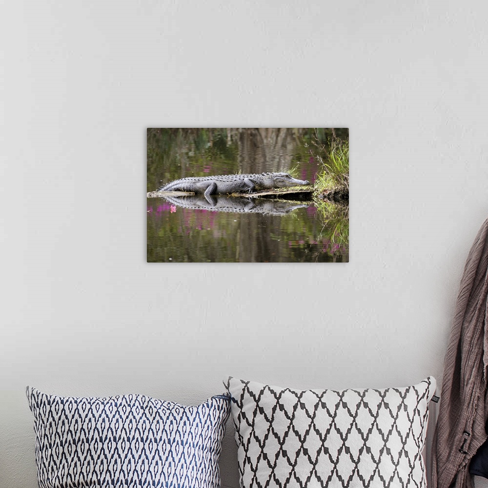 A bohemian room featuring American alligator sunbathing, reflected in the calm swamp water.