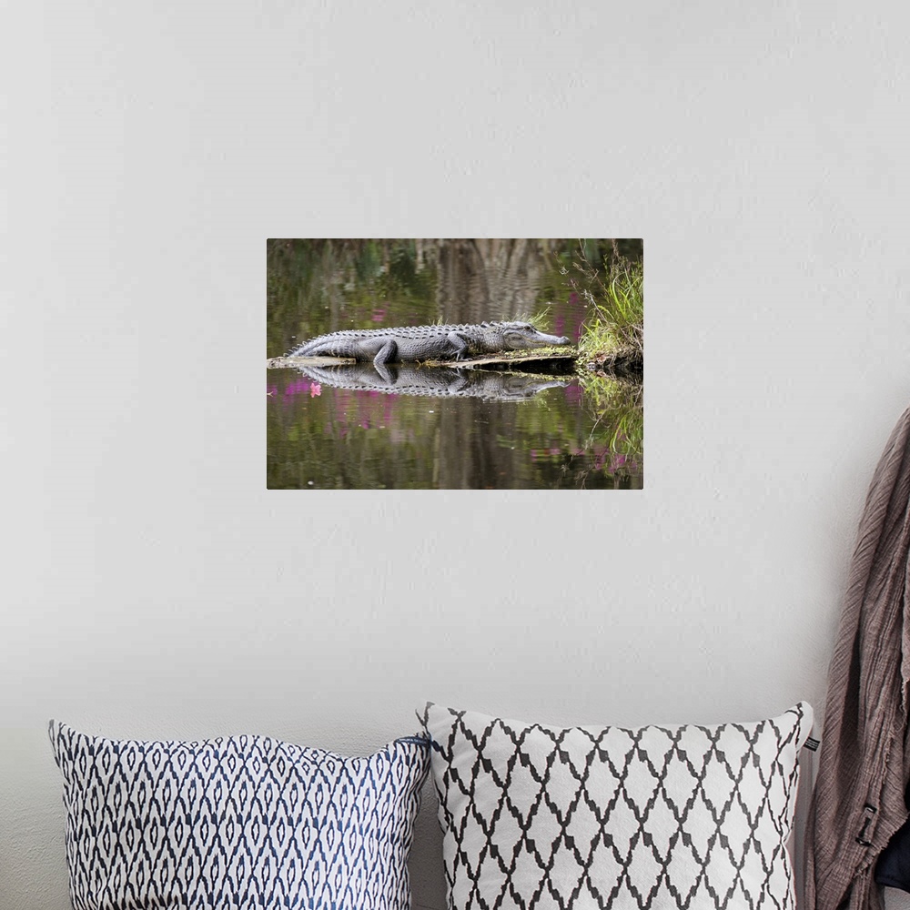 A bohemian room featuring American alligator sunbathing, reflected in the calm swamp water.