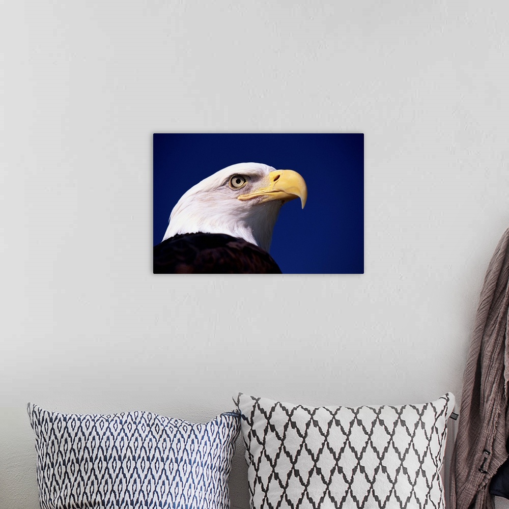 A bohemian room featuring A mature American bald eagle named America.