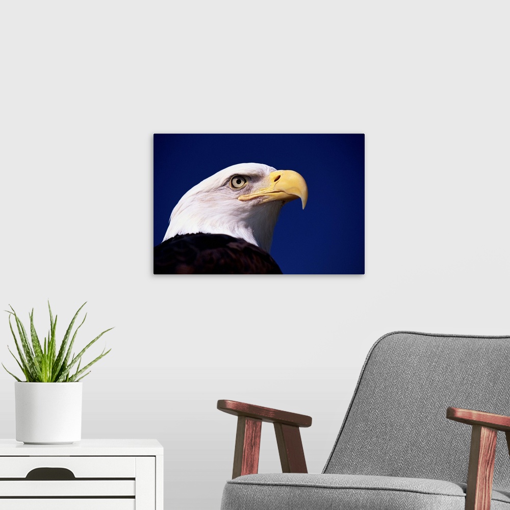 A modern room featuring A mature American bald eagle named America.