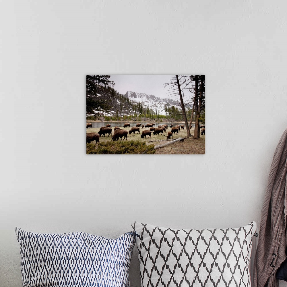 A bohemian room featuring American Bison Herd Grazing In Yellowstone National Park