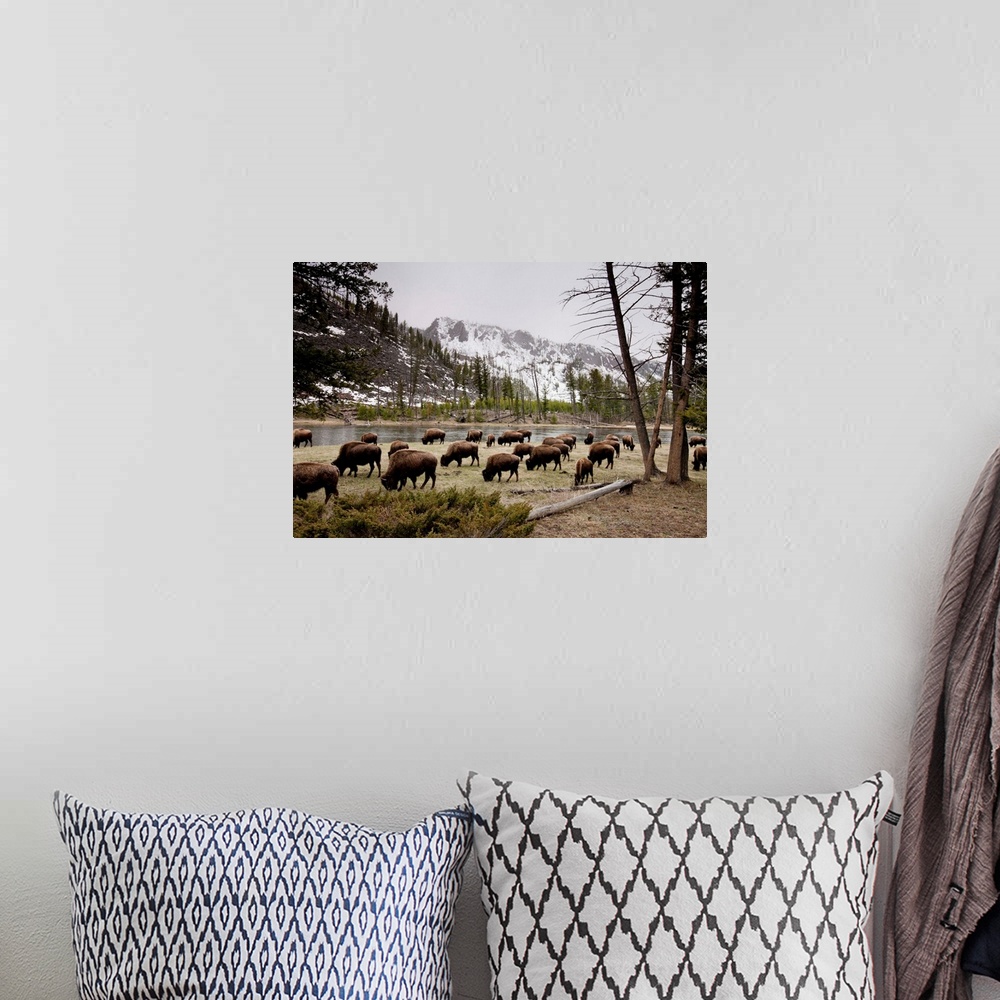 A bohemian room featuring American Bison Herd Grazing In Yellowstone National Park