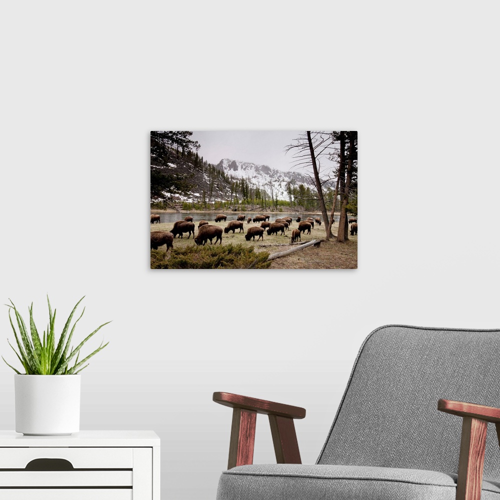 A modern room featuring American Bison Herd Grazing In Yellowstone National Park