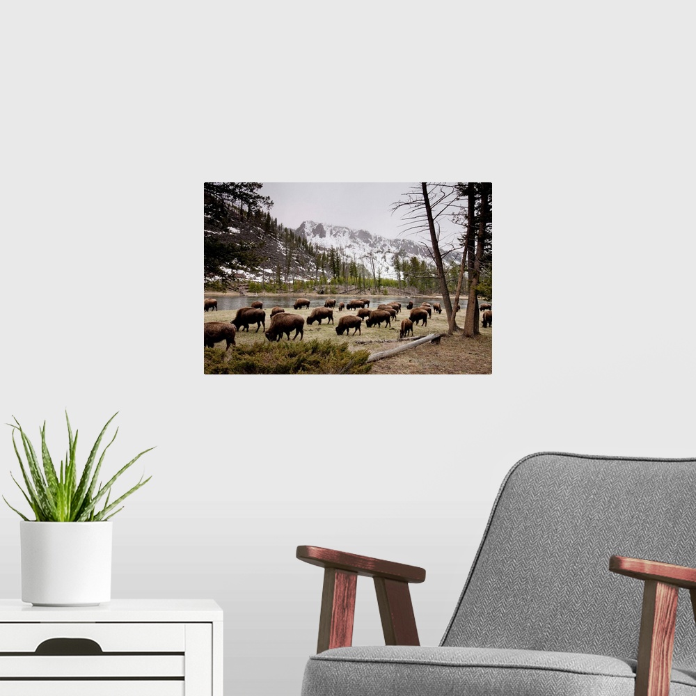 A modern room featuring American Bison Herd Grazing In Yellowstone National Park