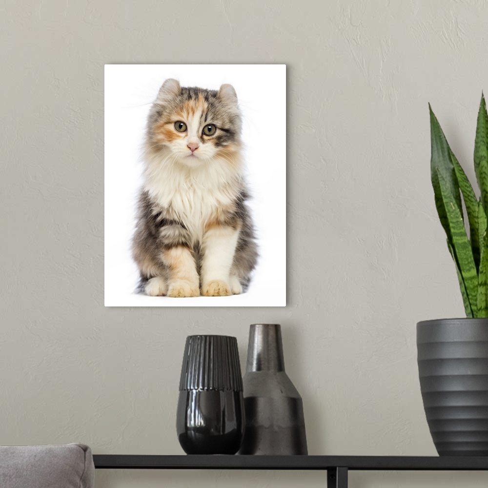 A modern room featuring American Curl kitten (3 months old) sitting and looking at the camera