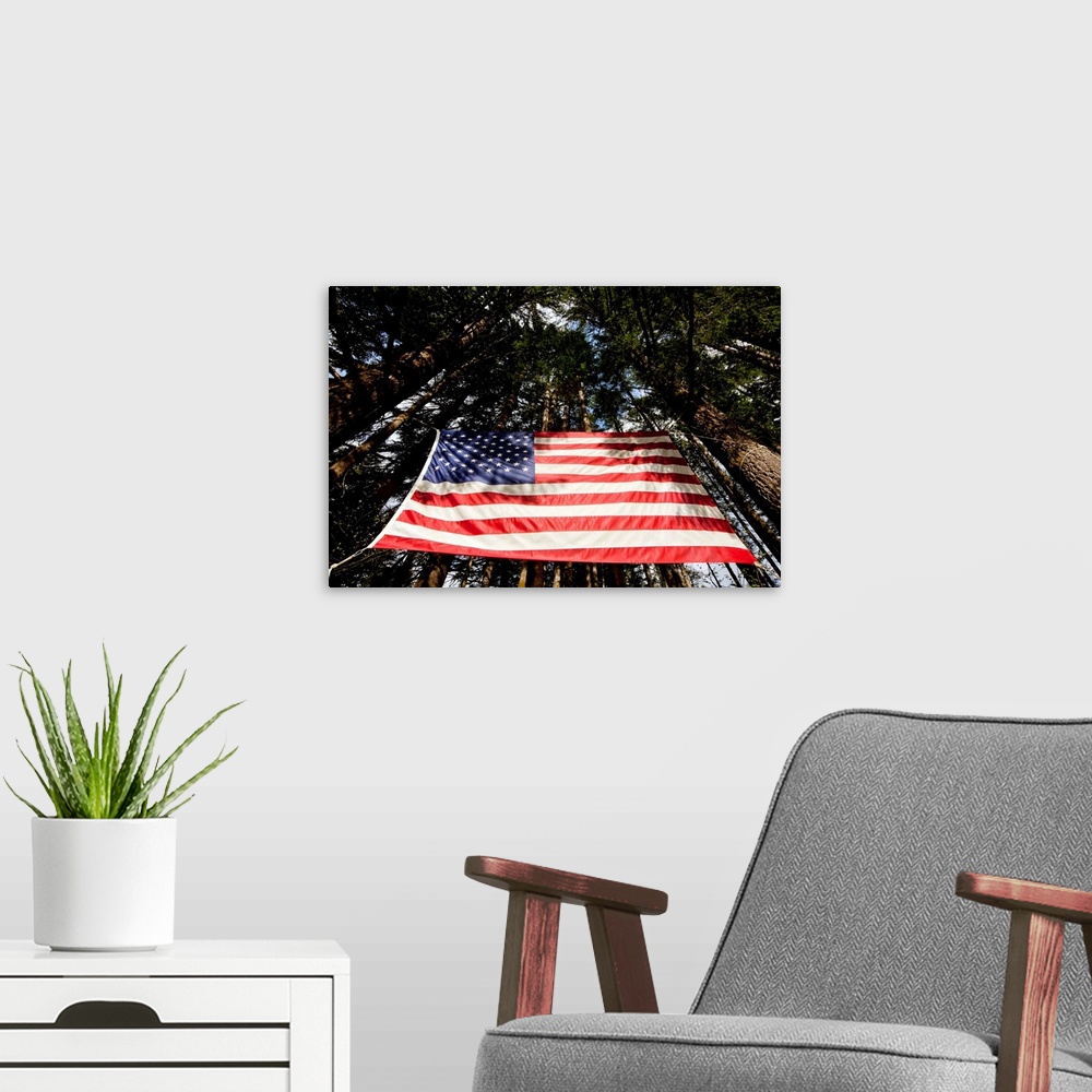 A modern room featuring USA, Washington, Large American flag hanging from Douglas Fir trees in rainforest along US Highwa...