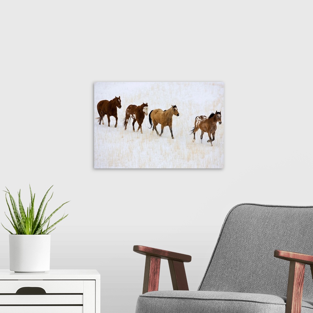 A modern room featuring American Quarter Horses In Winter