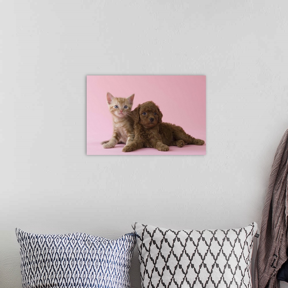 A bohemian room featuring American Short-hair Kitten and Toy Poodle Puppy lying together