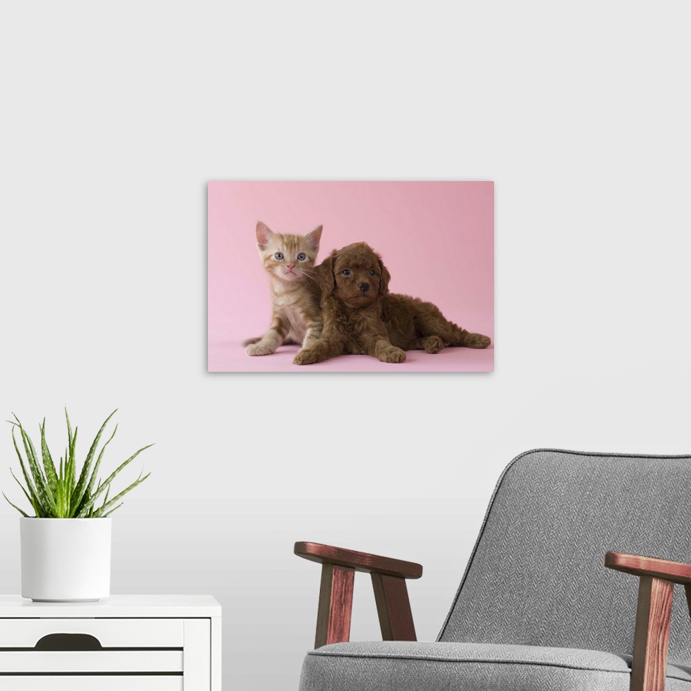 A modern room featuring American Short-hair Kitten and Toy Poodle Puppy lying together
