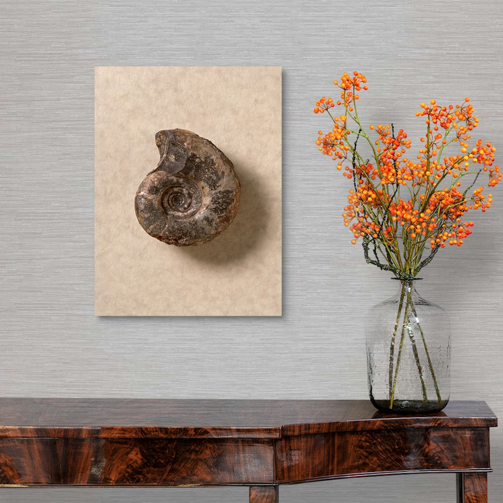 A traditional room featuring Ammonite