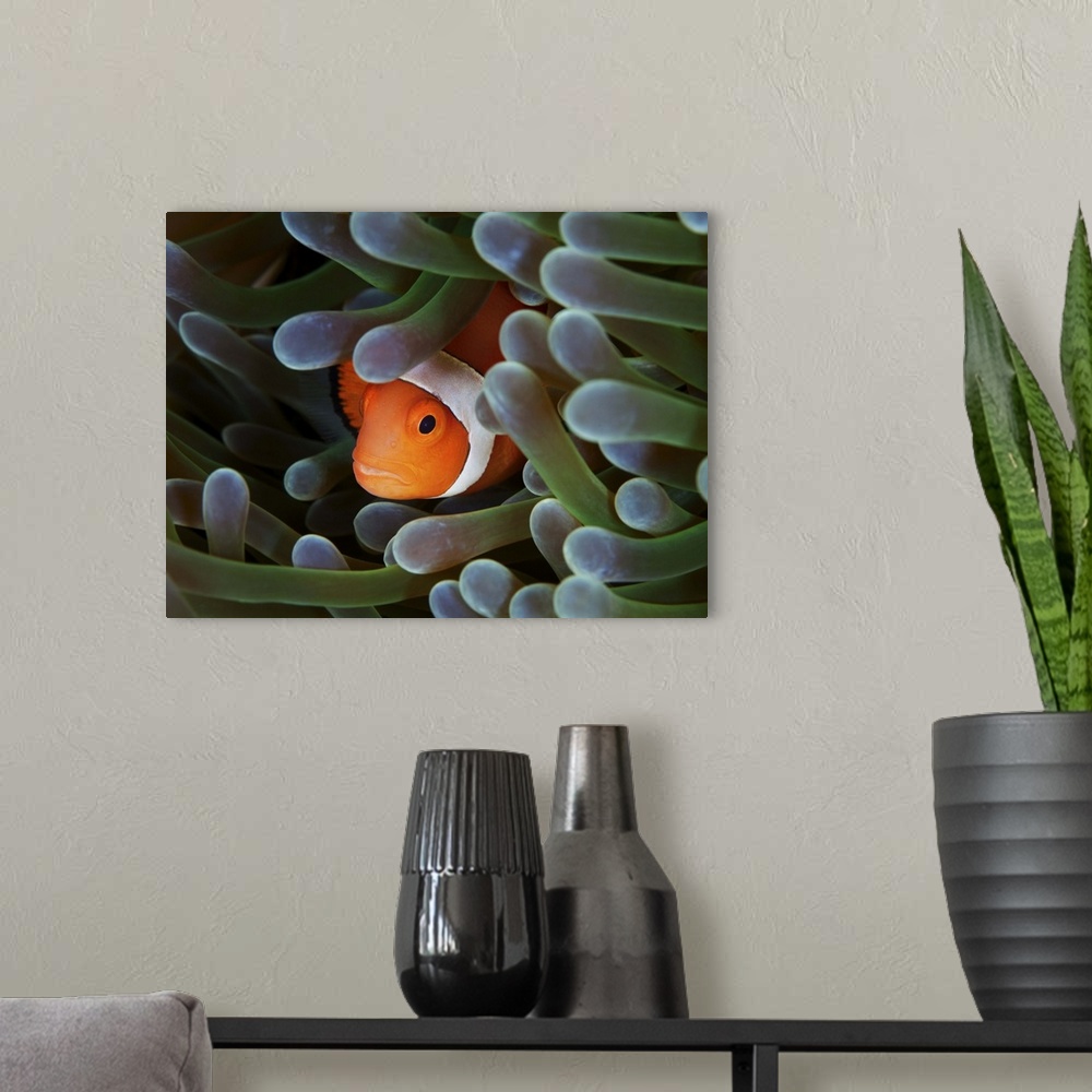 A modern room featuring Amphiprion ocellaris - False clown anemonfish (Western clownfish).