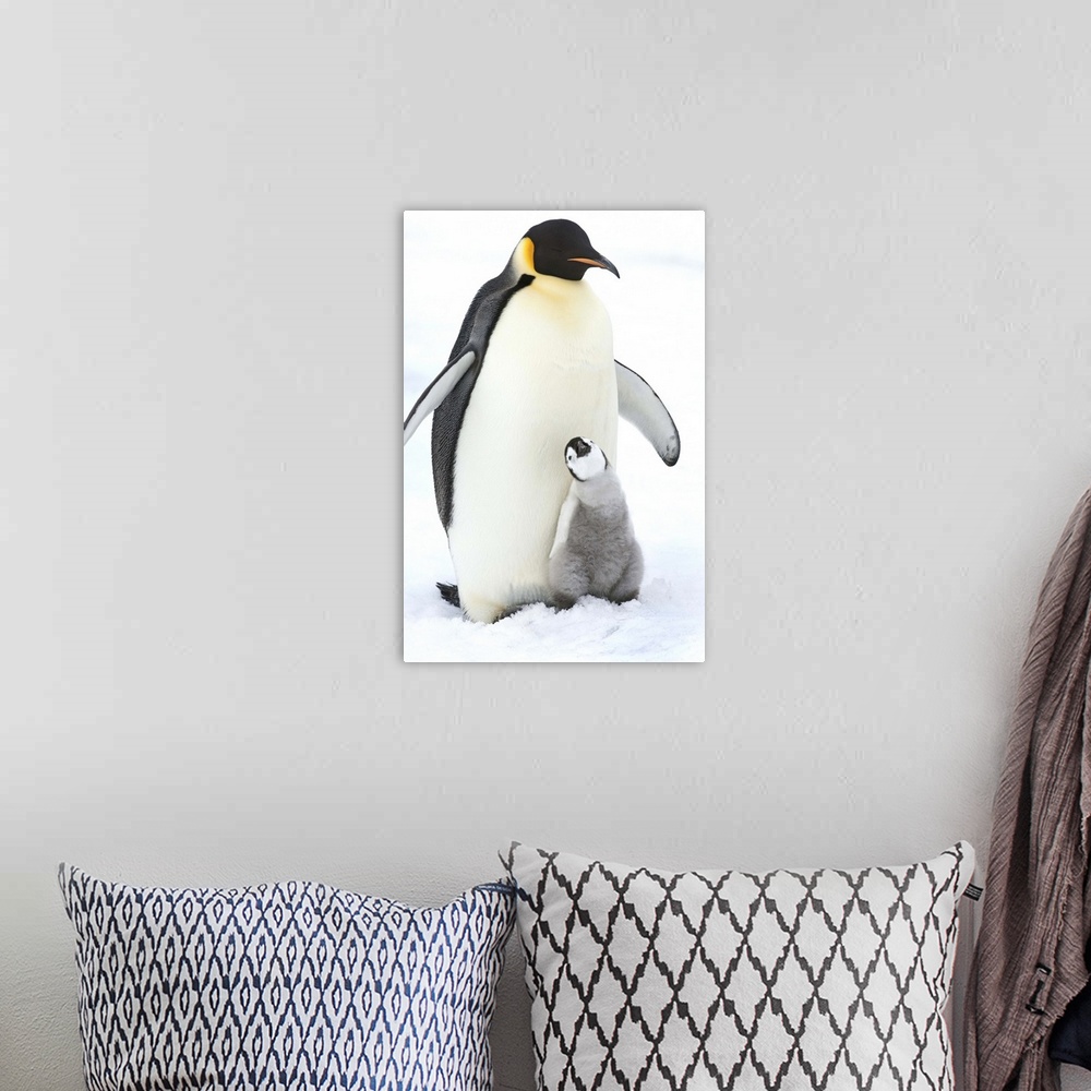 A bohemian room featuring An adult Emperor penguin with a small chick nuzzling up, and looking upwards.