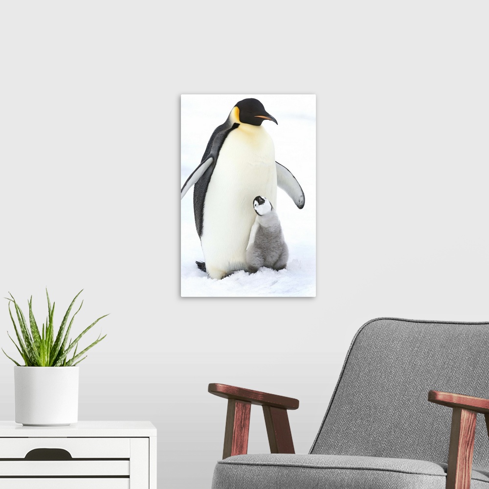 A modern room featuring An adult Emperor penguin with a small chick nuzzling up, and looking upwards.