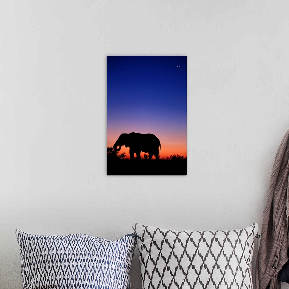 A bohemian room featuring An African elephant grazing at dusk in Savuti Marsh, Botswana.