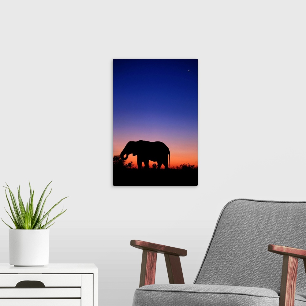 A modern room featuring An African elephant grazing at dusk in Savuti Marsh, Botswana.
