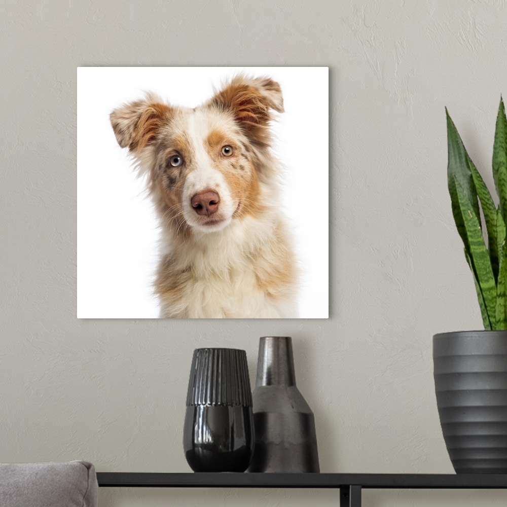 A modern room featuring Close-up of an Australian Shepherd (5 months old) looking at the camera