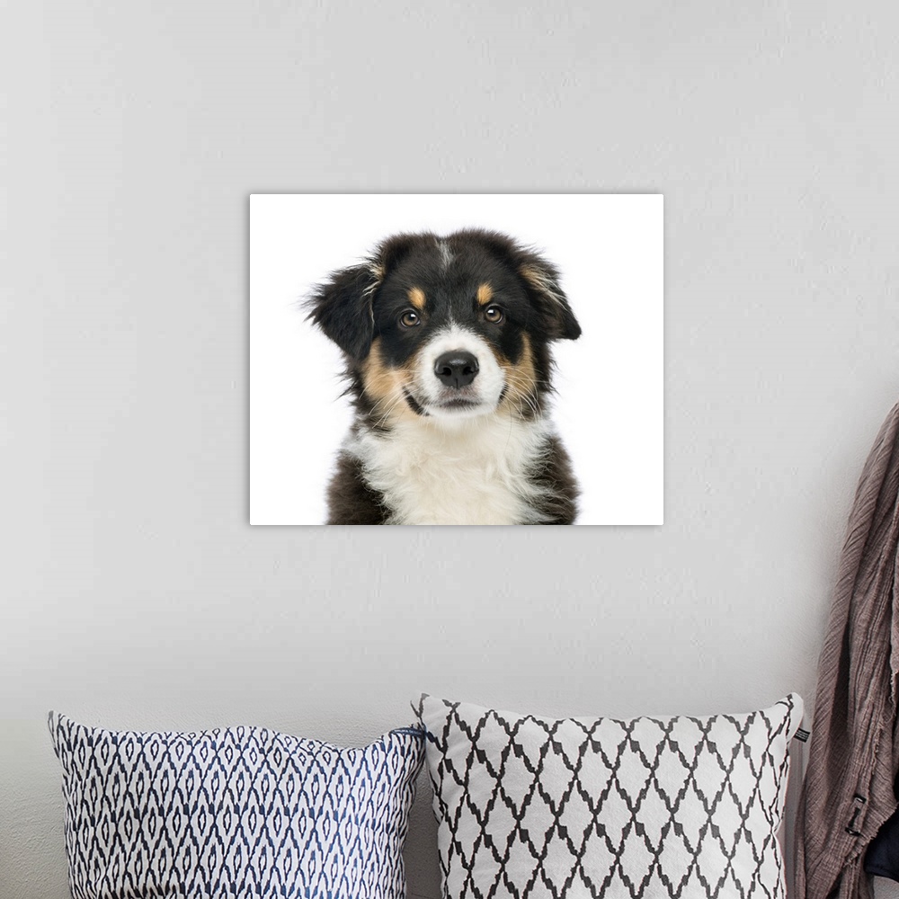 A bohemian room featuring Close-up of an Australian Shepherd (3 months old) looking at the camera