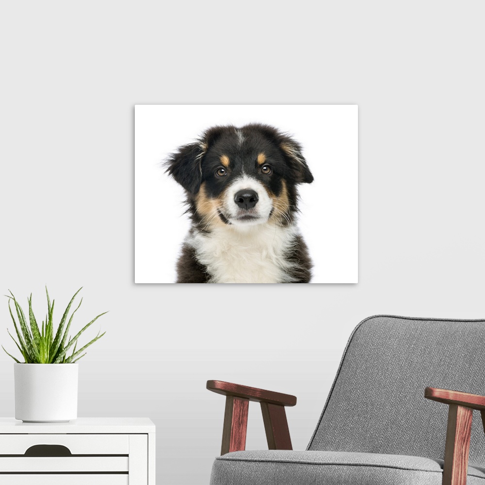 A modern room featuring Close-up of an Australian Shepherd (3 months old) looking at the camera