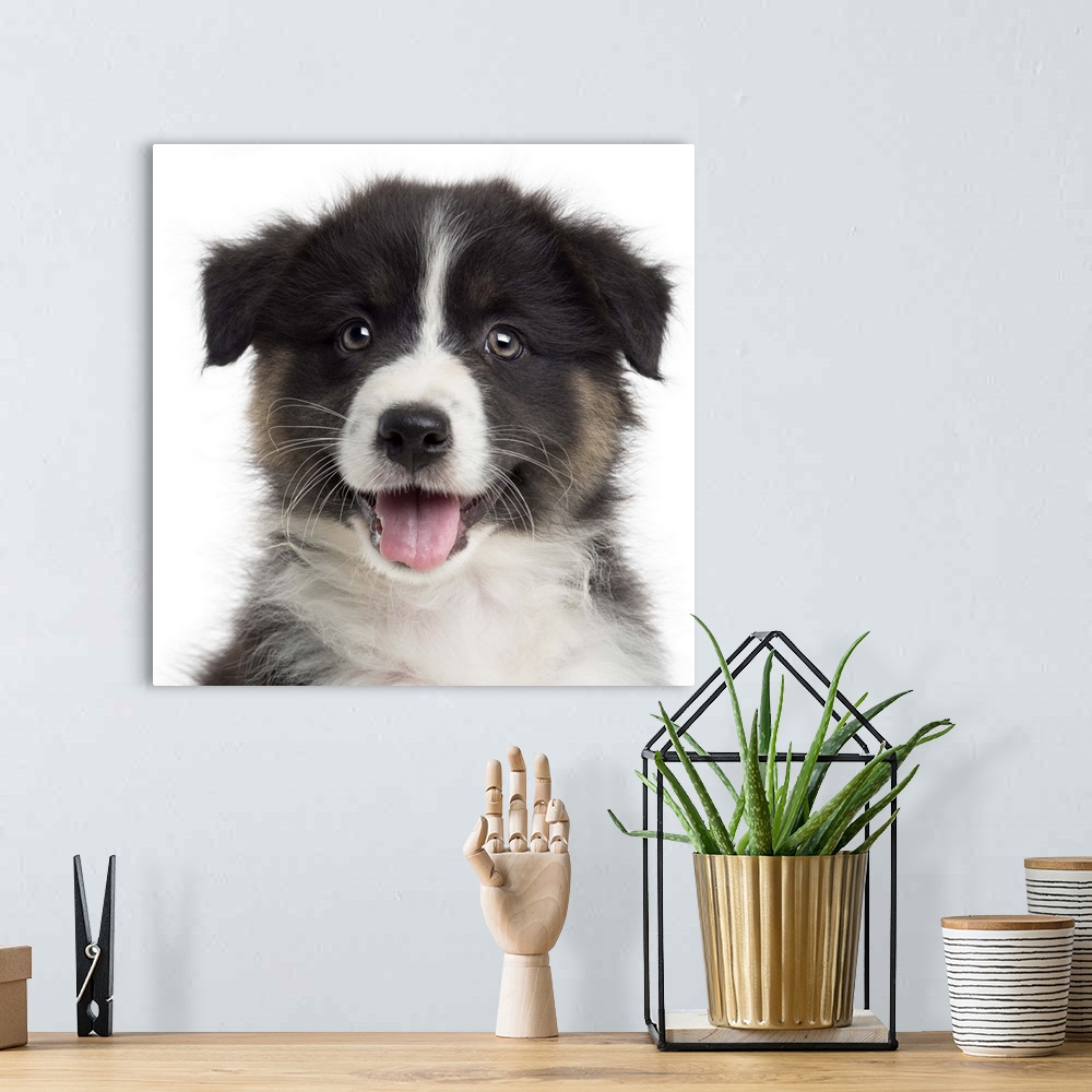 A bohemian room featuring Close-up of an Australian Shepherd puppy (8 weeks old) looking at the camera