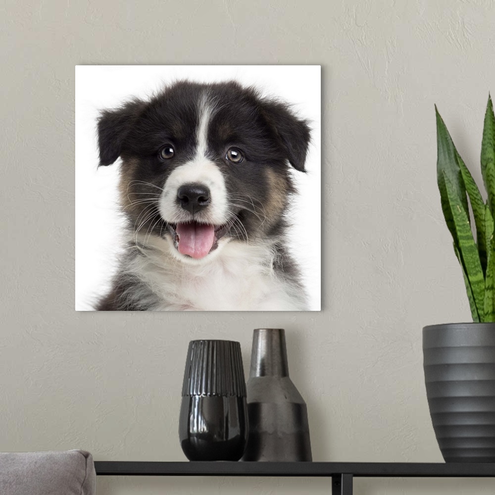 A modern room featuring Close-up of an Australian Shepherd puppy (8 weeks old) looking at the camera