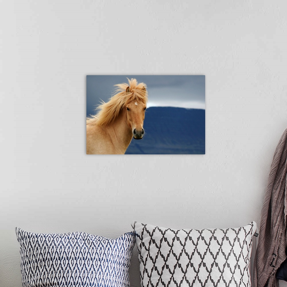 A bohemian room featuring Huge photograph sets a sharp focus on the head of a single solid-hoofed plant-eating mammal while...