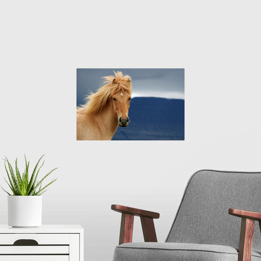 A modern room featuring Huge photograph sets a sharp focus on the head of a single solid-hoofed plant-eating mammal while...