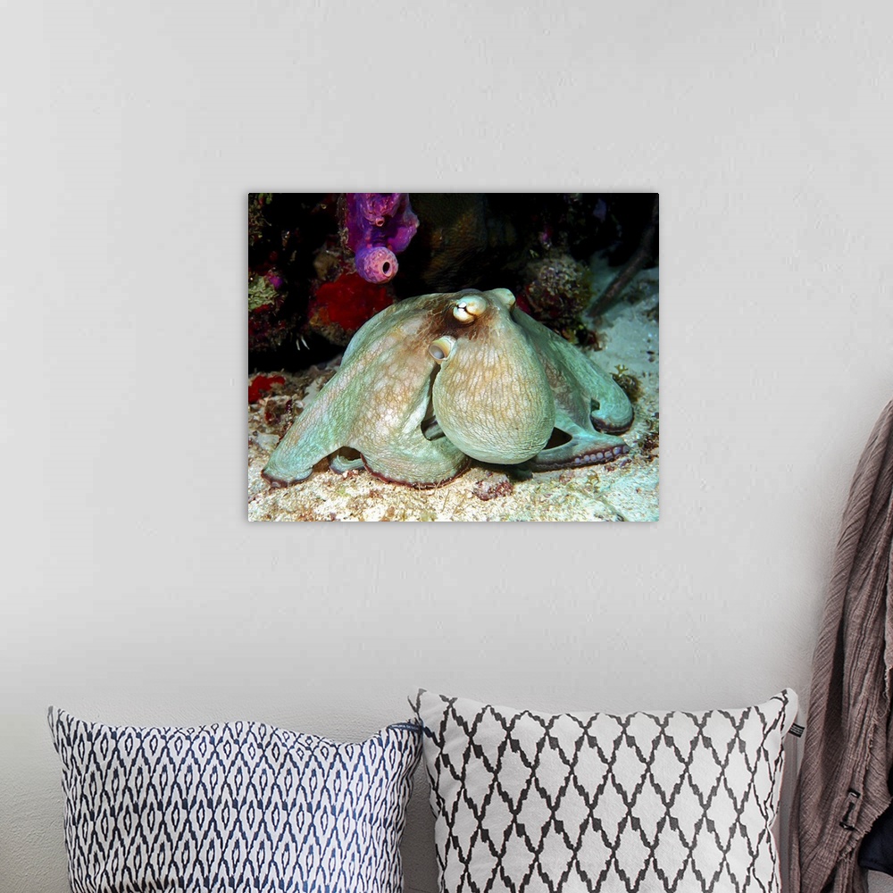 A bohemian room featuring Night underwater photograph of a caribbean reef octopus hunting for dinner.