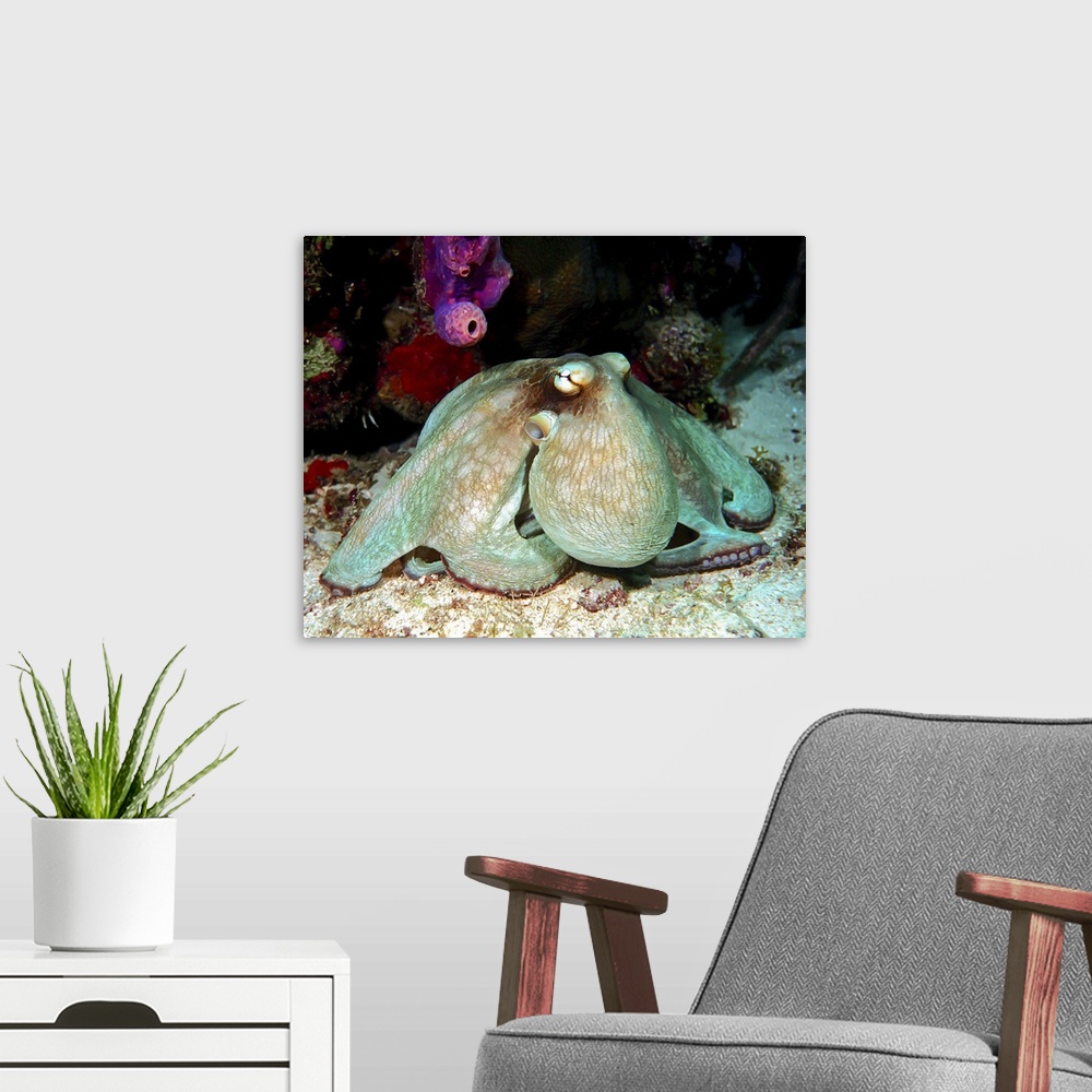 A modern room featuring Night underwater photograph of a caribbean reef octopus hunting for dinner.