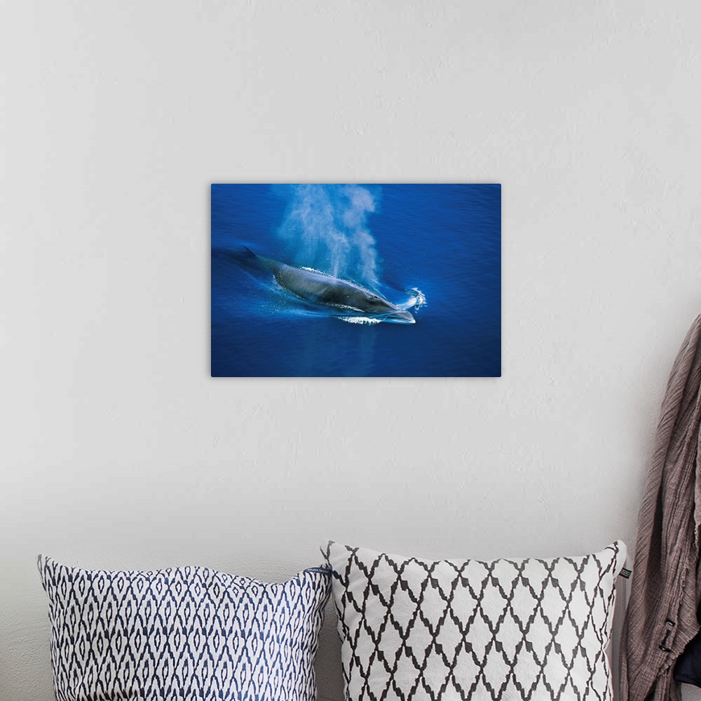 A bohemian room featuring Antarctic or Southern Minke Whale (Balaenoptera bonaerensis) swimming near Boothe Island in the L...