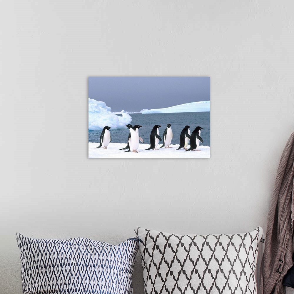 A bohemian room featuring Antarctica, Colony Of Adelie Penguins