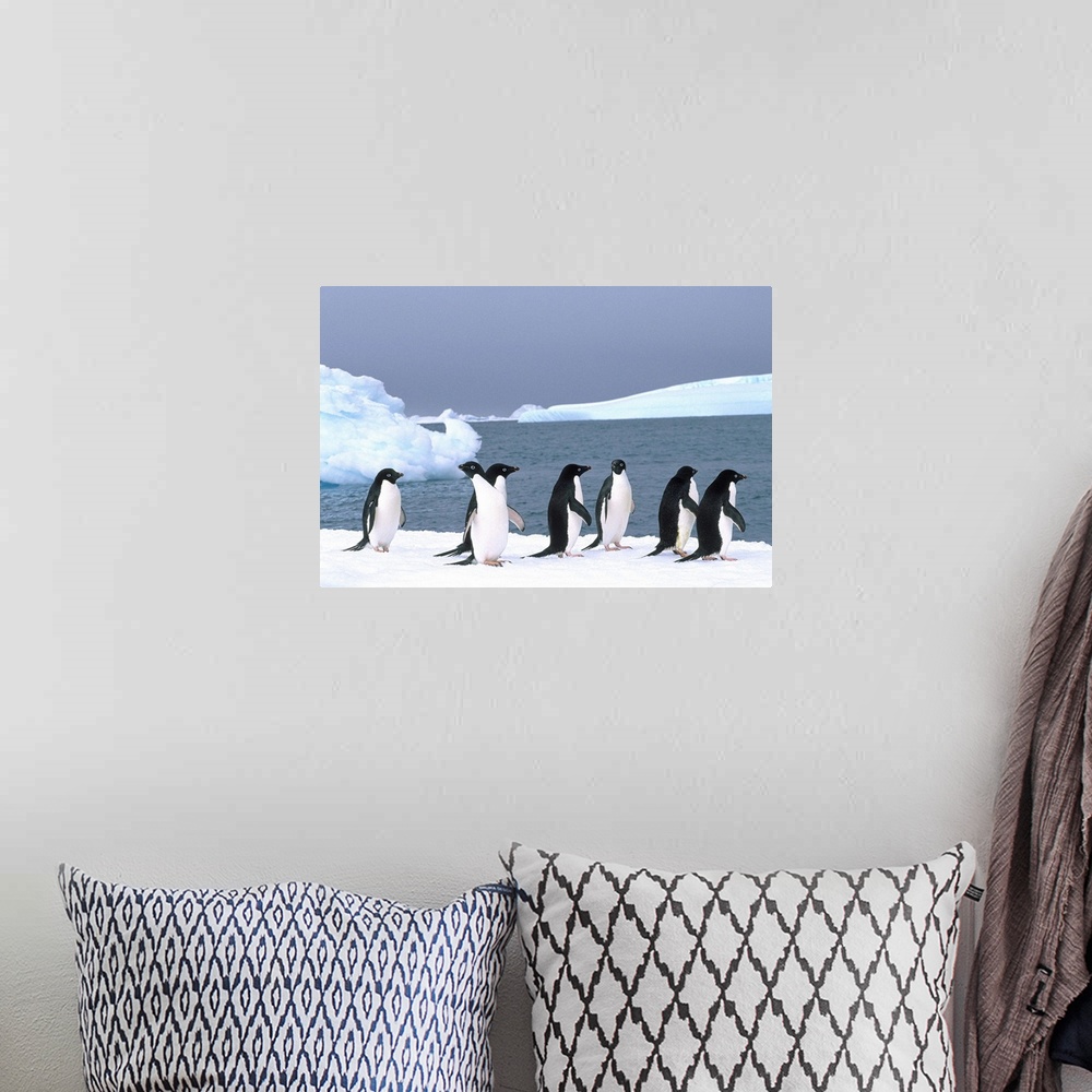 A bohemian room featuring Antarctica, Colony Of Adelie Penguins