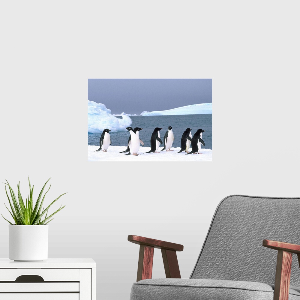 A modern room featuring Antarctica, Colony Of Adelie Penguins