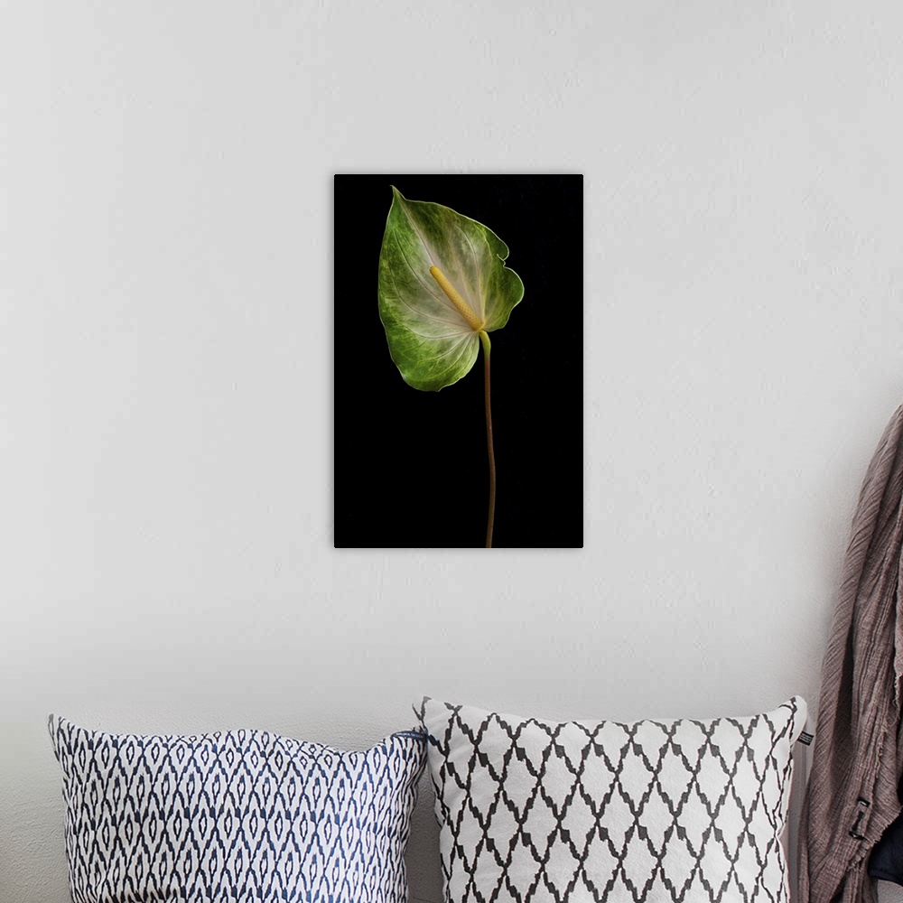 A bohemian room featuring Anthurium leaf on black background.