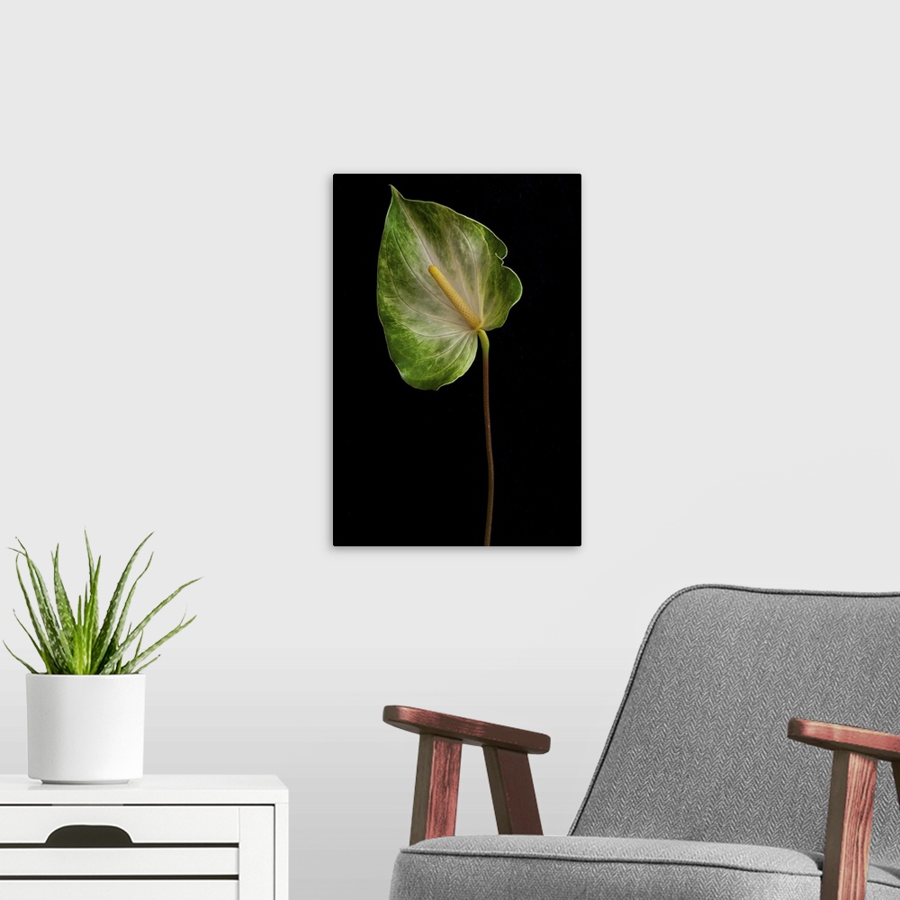 A modern room featuring Anthurium leaf on black background.