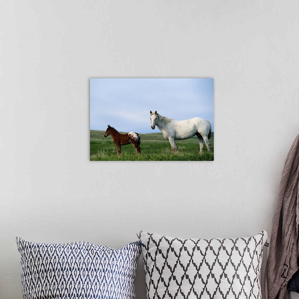 A bohemian room featuring Appaloosa mare and colt standing in pasture