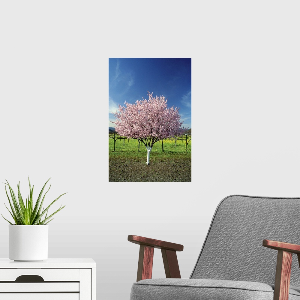 A modern room featuring Apple tree in a field, Napa Valley, California, USA