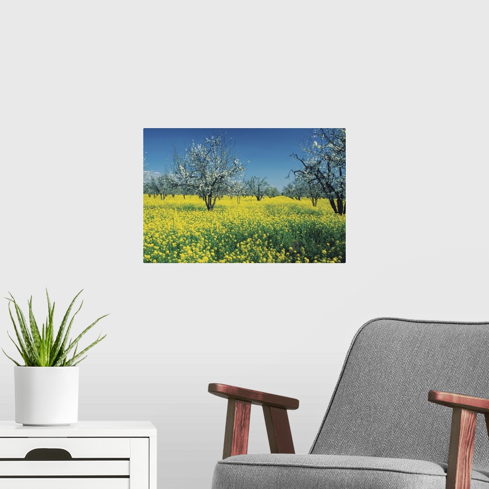 A modern room featuring Apple trees in a Mustard field, Napa Valley, California, USA