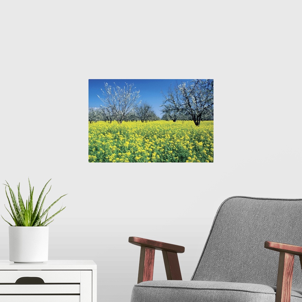 A modern room featuring Apple trees in a mustard field, Napa Valley, California, USA