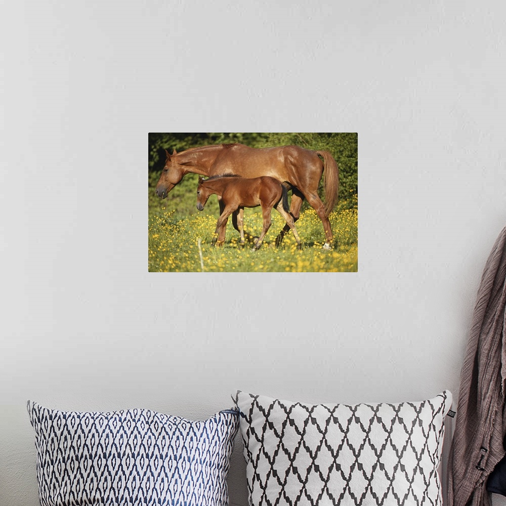 A bohemian room featuring Arabian horse with foal in field, side view