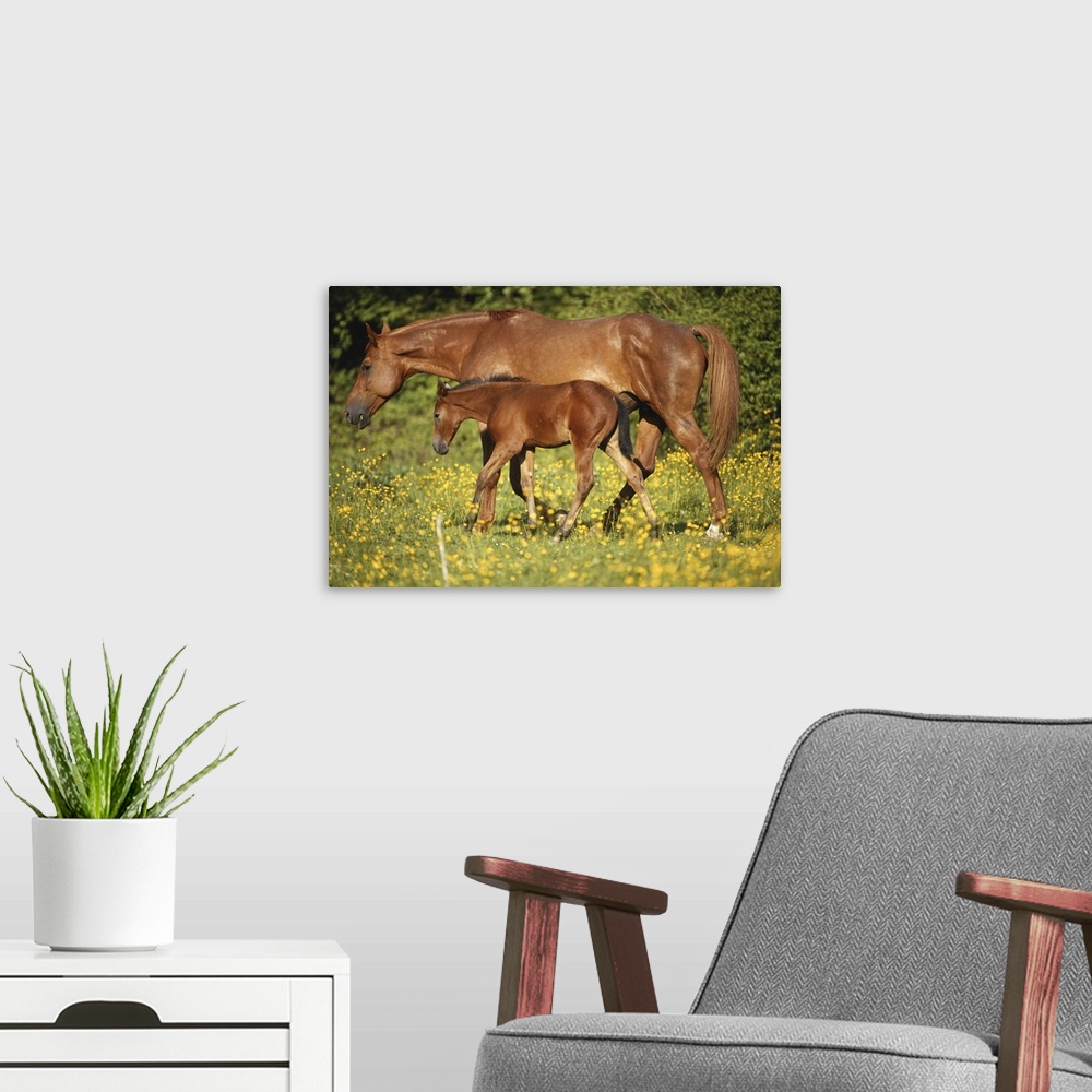 A modern room featuring Arabian horse with foal in field, side view