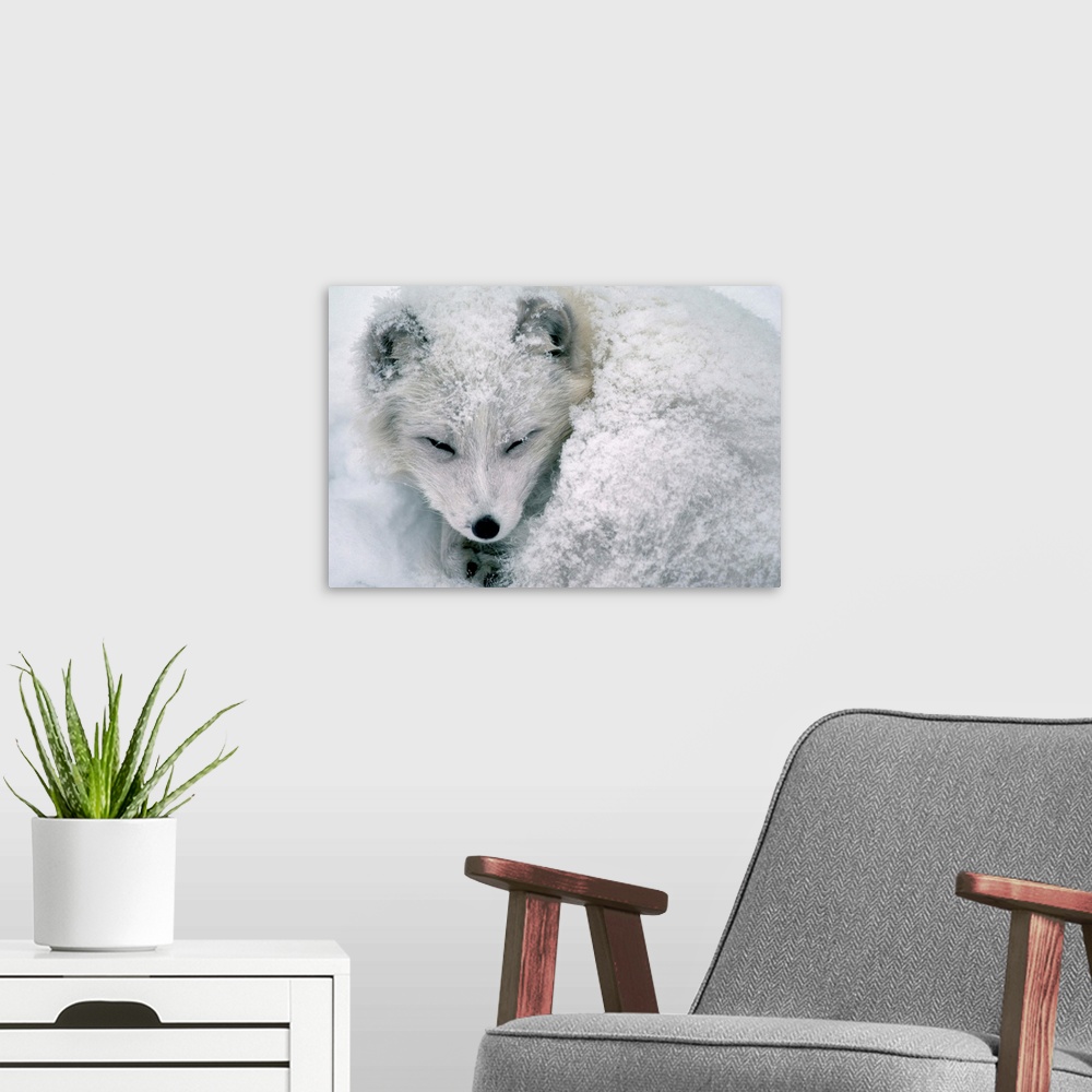 A modern room featuring An Arctic fox sleeps curled in the snow at the Como Zoo in Saint Paul, Minnesota. | Location: Com...