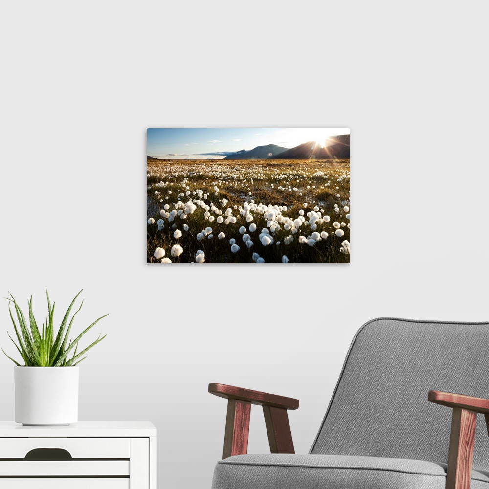 A modern room featuring Norway, Svalbard, Midnight sun lights meadow of white Cottongrass (Eriophorum Scheuczeri) in moun...