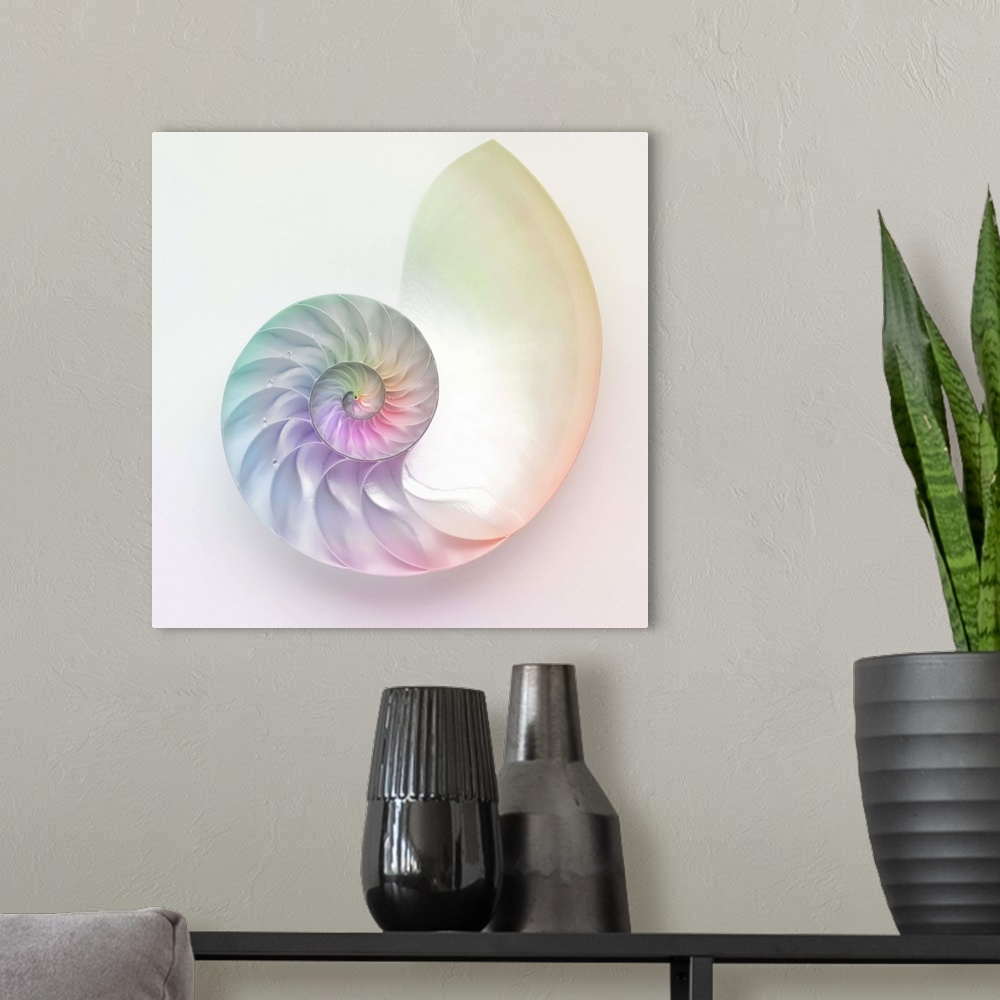 A modern room featuring Artistic colored nautilus image