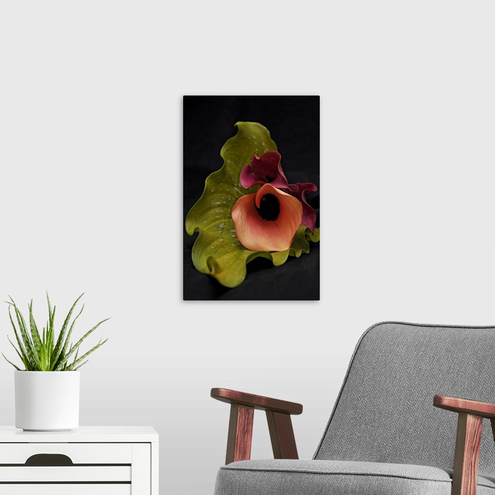 A modern room featuring Arums color on black background.