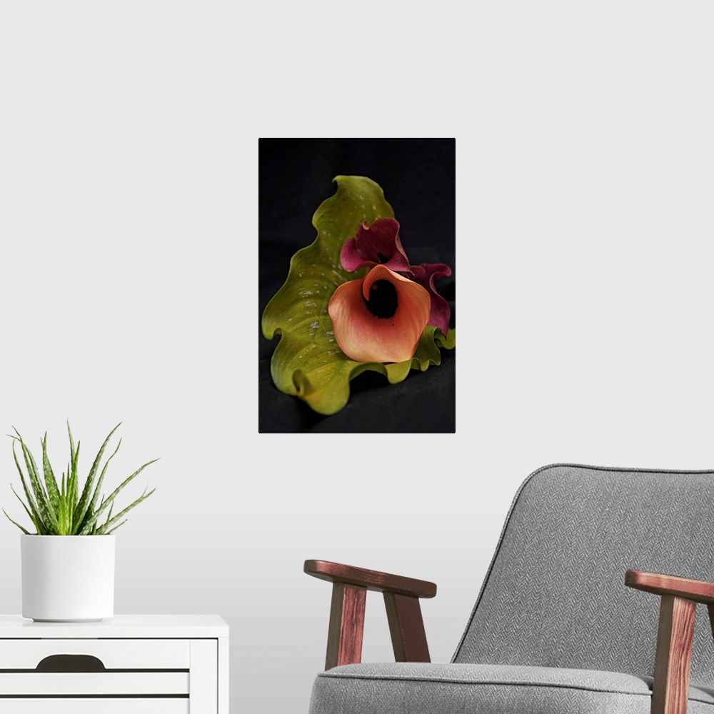 A modern room featuring Arums color on black background.